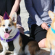 Image for article titled New "dog to human years" calculation more accurately determines when your beloved pet will die